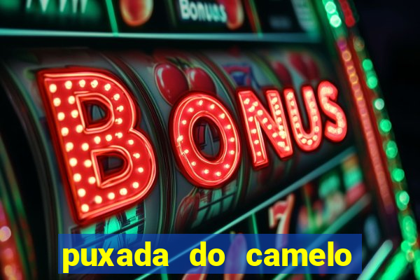 puxada do camelo jogo do bicho